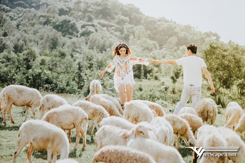 Chụp ảnh đẹp tại đồng cừu