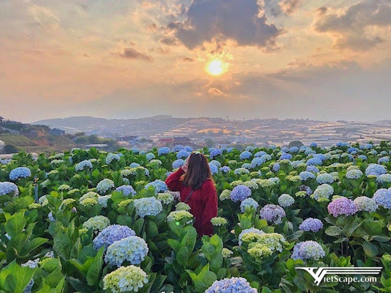 Trăm hoa đua nở là lý do nhiều người chọn du lịch Lâm Đồng vào mùa khô