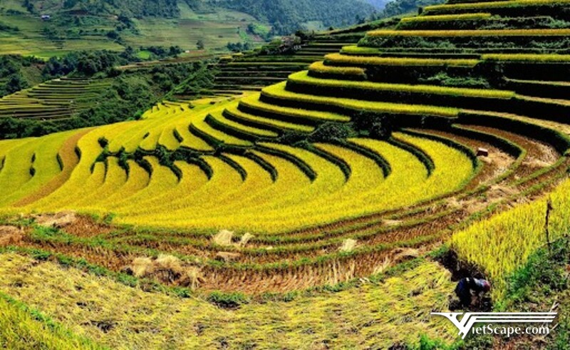 Mùa lúa chín sắc vàng trải dài trên các cánh đồng ở Lào Cai