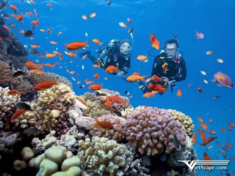 Ngắm san hô bằng bình dưỡng khí sẽ giúp bạn lặn sâu hơn 