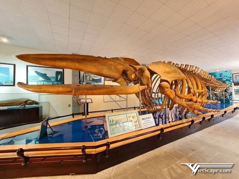Viện Hải Dương học còn sở hữu mẫu vật lớn với 3 bộ xương hóa thạch khổng lồ: cá Voi lưng gù, bộ xương Nạng Hải, bộ xương Bò biển