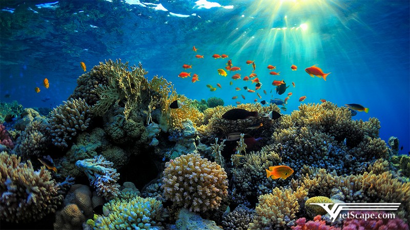 Đảo nào ở Phú Quốc cũng đều có san hô