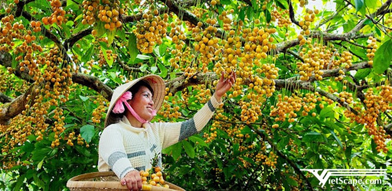 Dâu Cái Tàu