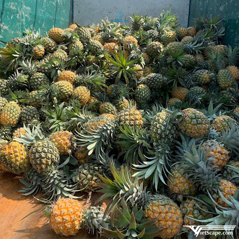Dứa