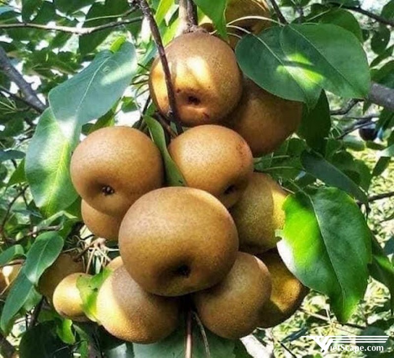 Lê Hồng Thái