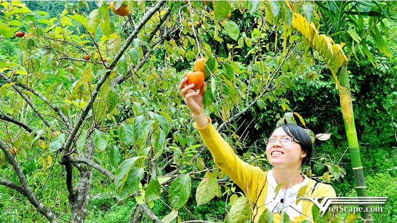 Miệt vườn Thung Nham Ninh Bình