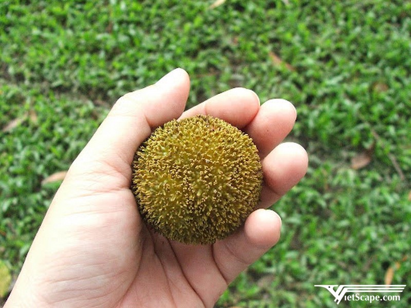 Quả gáo