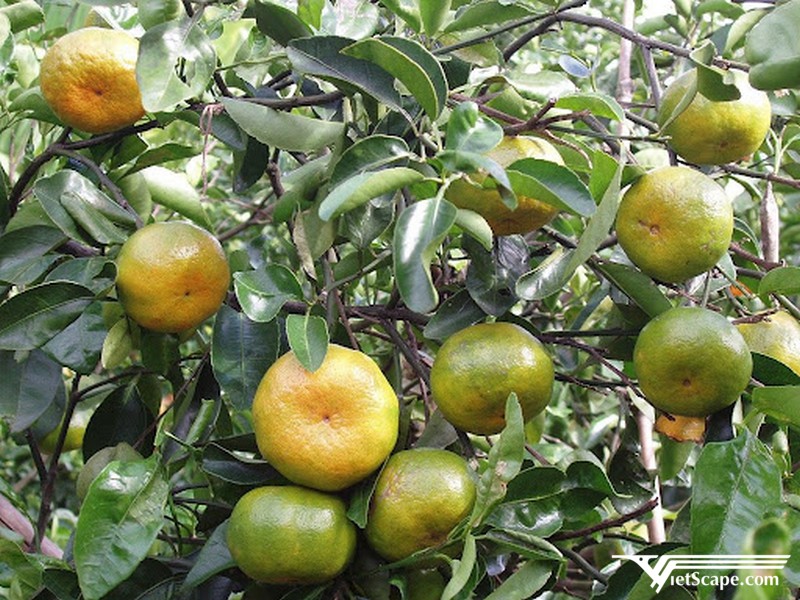 Quýt Hương Cần