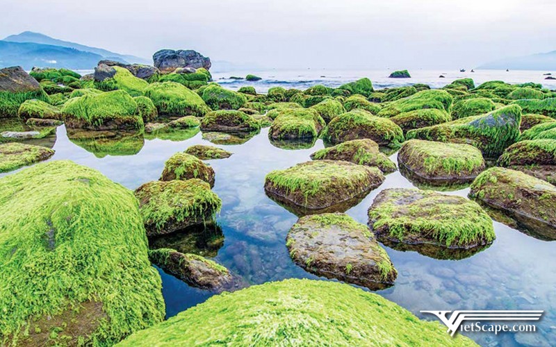 Rạn Nam Ô Đà Nẵng - một địa điểm du lịch mới mẻ