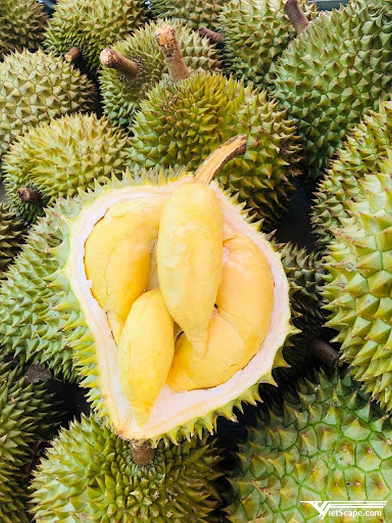 Sầu riêng Khánh Sơn