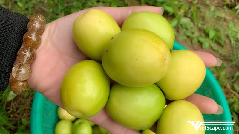 Táo Bàng La