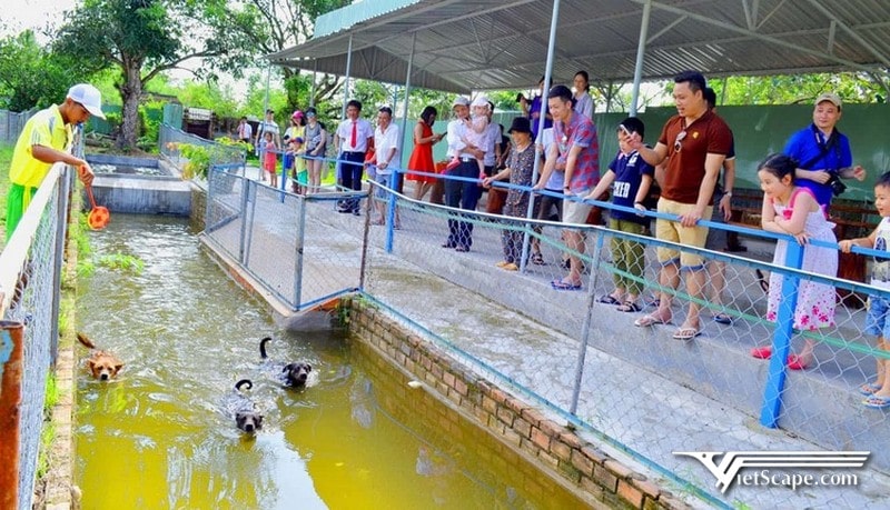 Tham Quan Trại Chó Lớn Nhất Việt Nam - Trại Chó Phú Quốc