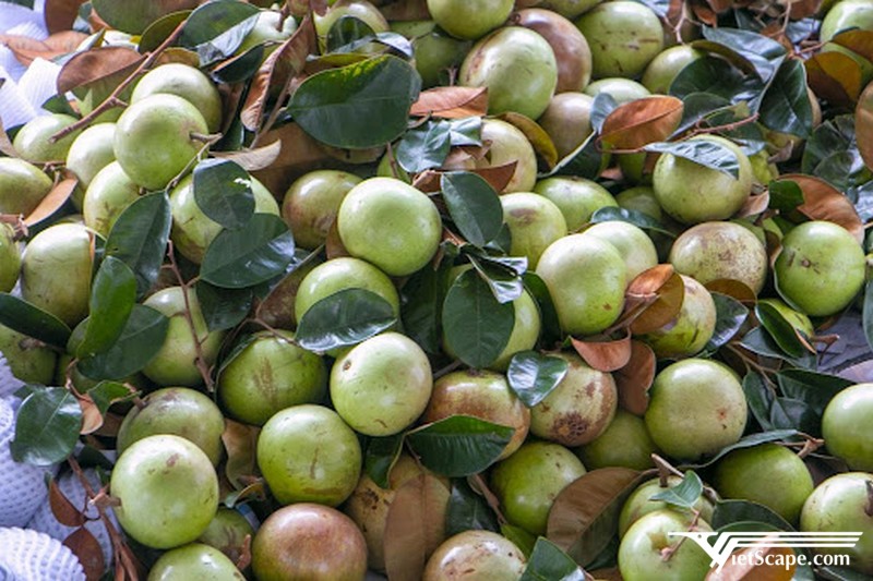 Vú sữa